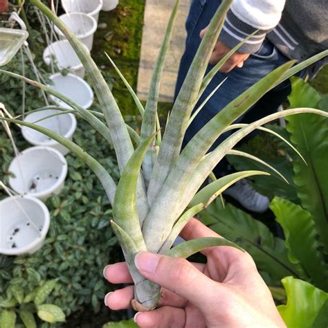 旋風木柄鳳開花|【新巧園】空氣鳳梨 旋風木柄鳳 Tillandsia flexuosa vivipara